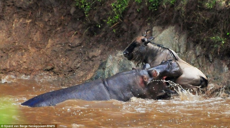 Миграция антилоп гну (4 фото)