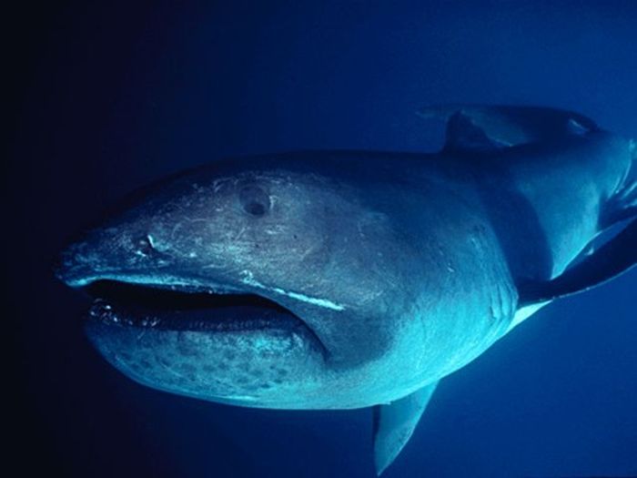 Редкая акула Megachasma pelagios (3 фото)