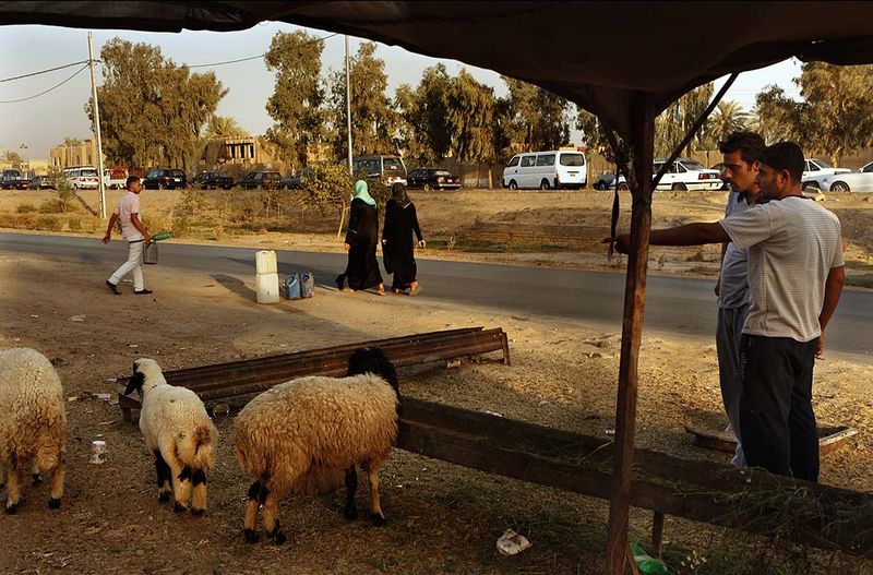 2. Молодой человек продает бензин и овец у дороги в городе, где уровень насилия на религиозной почве настолько высок, что водители должны ждать в огромных пробках, пока обыщут их автомобиль. (Carolyn Cole)