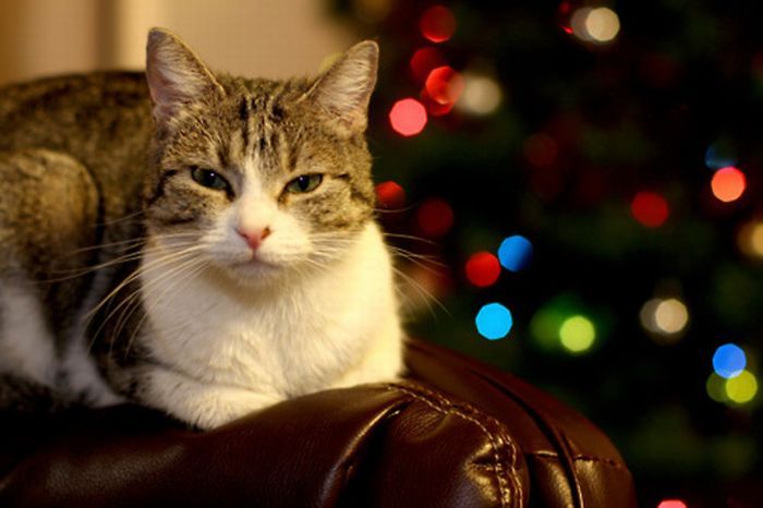 Рождественские коты (20 фото)