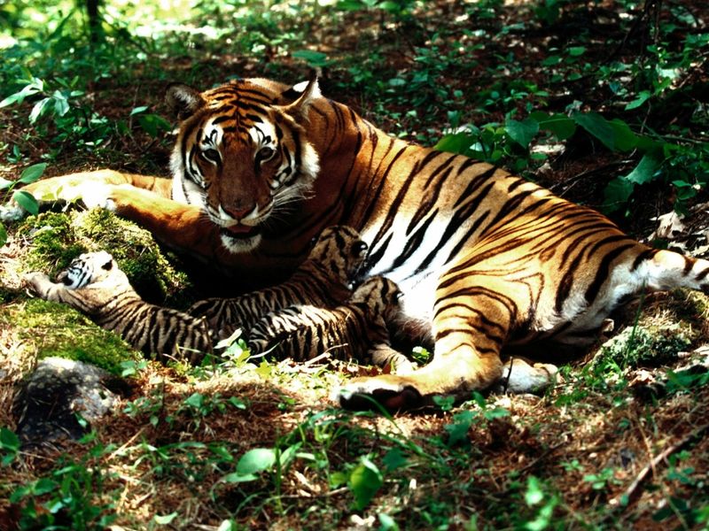 Невероятные фотографии тигров (30 фото)