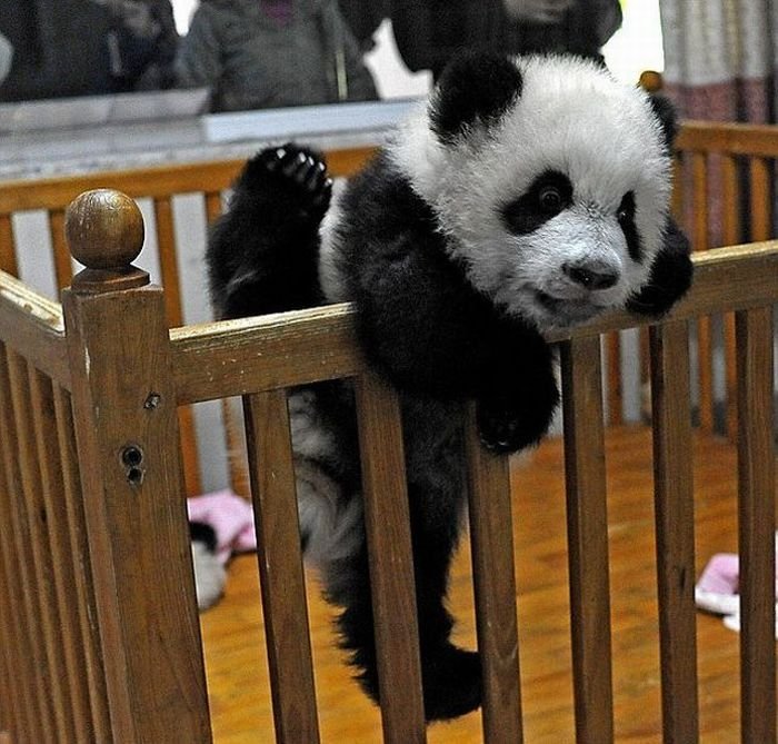 Побег панды (8 фото)