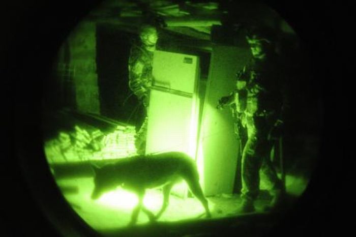 Собаки на службе в армии (28 фото)