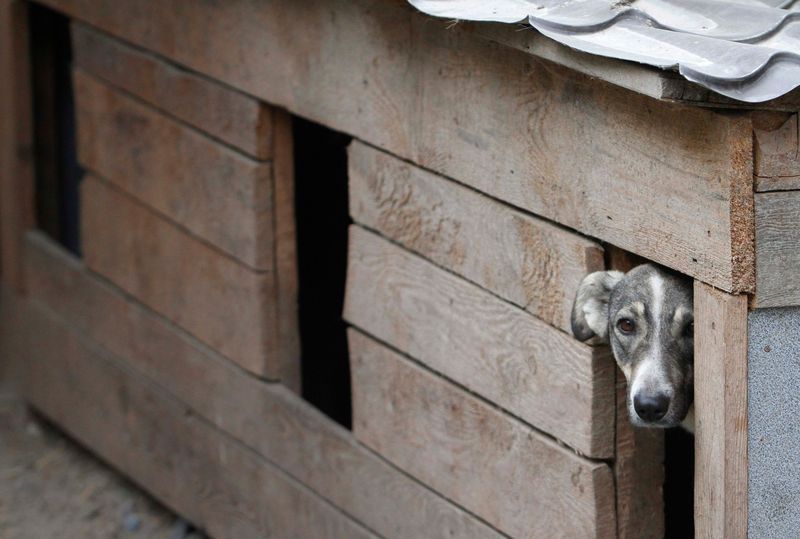 Приют для бездомных животных в Пирогово (9 фото)