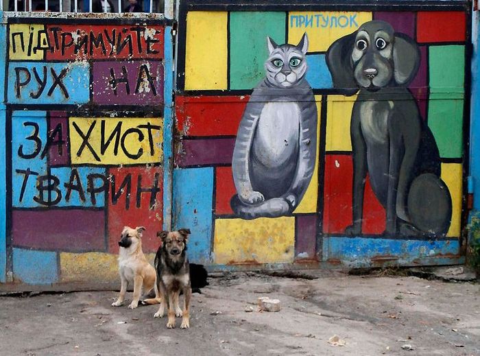 Приют для бездомных животных в Пирогово (9 фото)