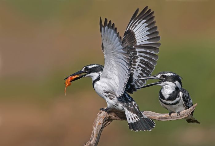 Потрясающие фотографии птиц (47 фото)
