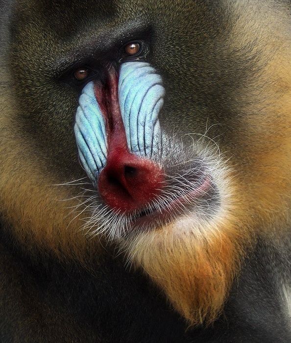 Приматы (111 фото)