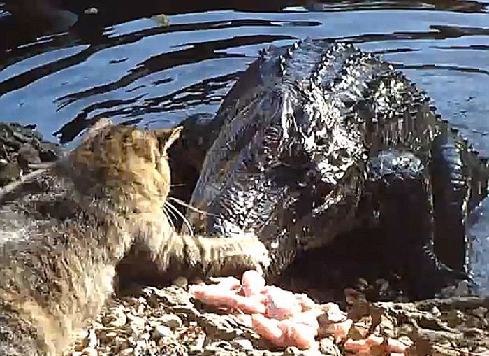 Кот против крокодила (3 фото + 1 видео)