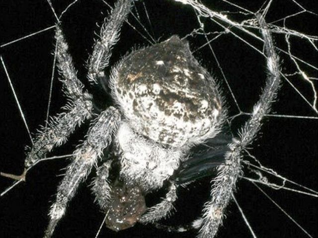Мадагаскарский паук Caerostris darwini (10 фото + 1 видео)