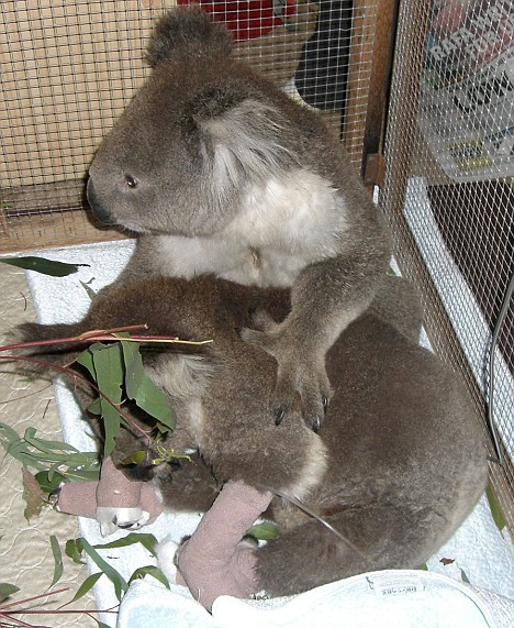 Спасение коалы (9 фото)