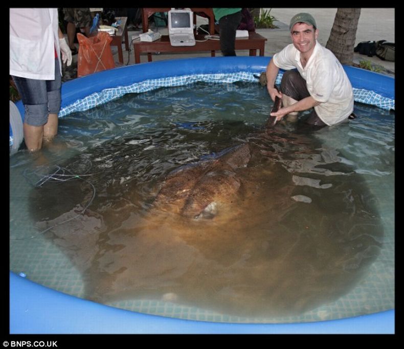 Самый большой в мире скат пойман (2 фото)