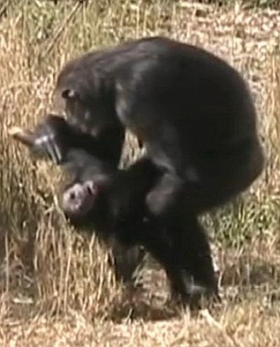 Мама шимпанзе оплакивает погибшее дитя (4 фото+видео)