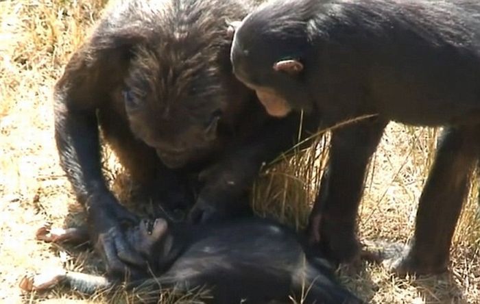 Мама шимпанзе оплакивает погибшее дитя (4 фото+видео)