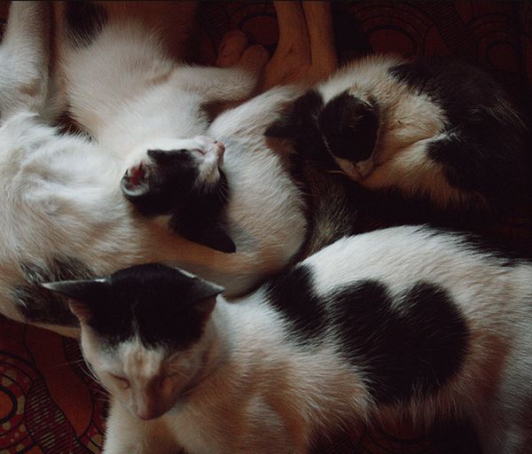 Коты с сердечками (20 фото)