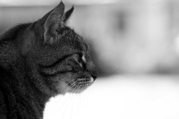 Смешные и просто красивые фотографии кошек (136 фото)