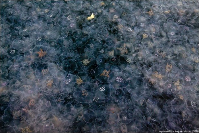 Нашествие медуз (12 фото)