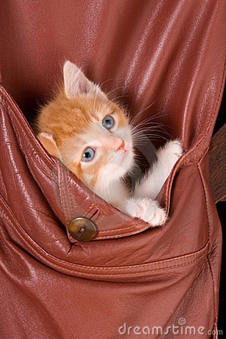 Котята в карманах (22 фото)