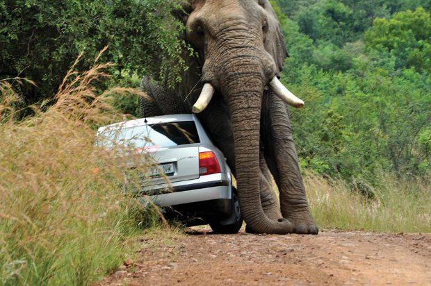 Увидел слона на дороге - не вздумай обгонять! (7 фото)