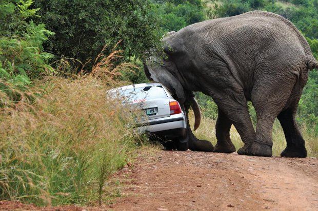 Увидел слона на дороге - не вздумай обгонять! (7 фото)