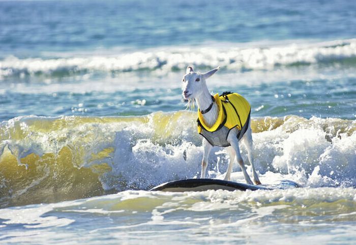Козочка которая любит заниматься серфингом (13 фото)