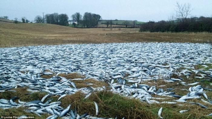 20 тонн скумбрии затопили земли ирландского фермера (3 фото)