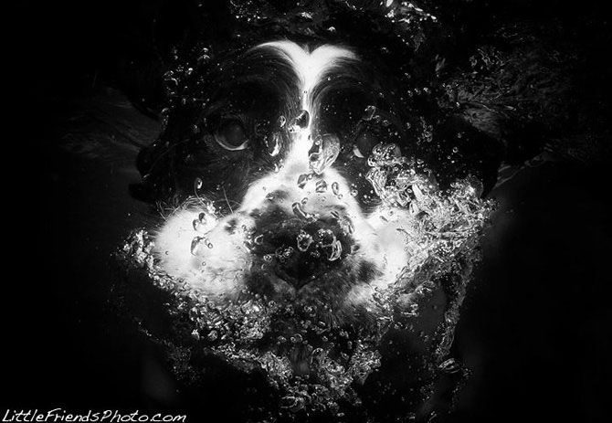 Подводные собаки Сета Кастила (82 фото)