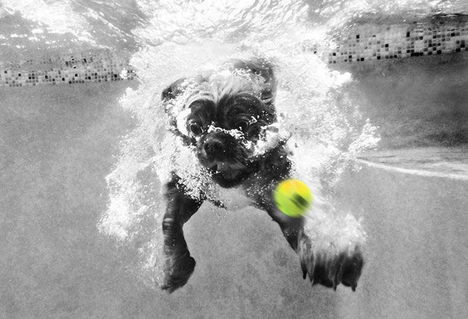 Подводные собаки Сета Кастила (82 фото)