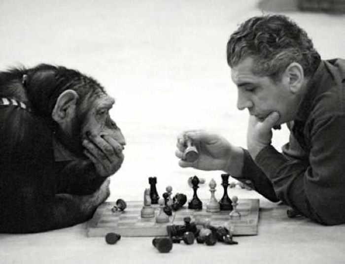 Человек и Шимпанзе (10 фото)