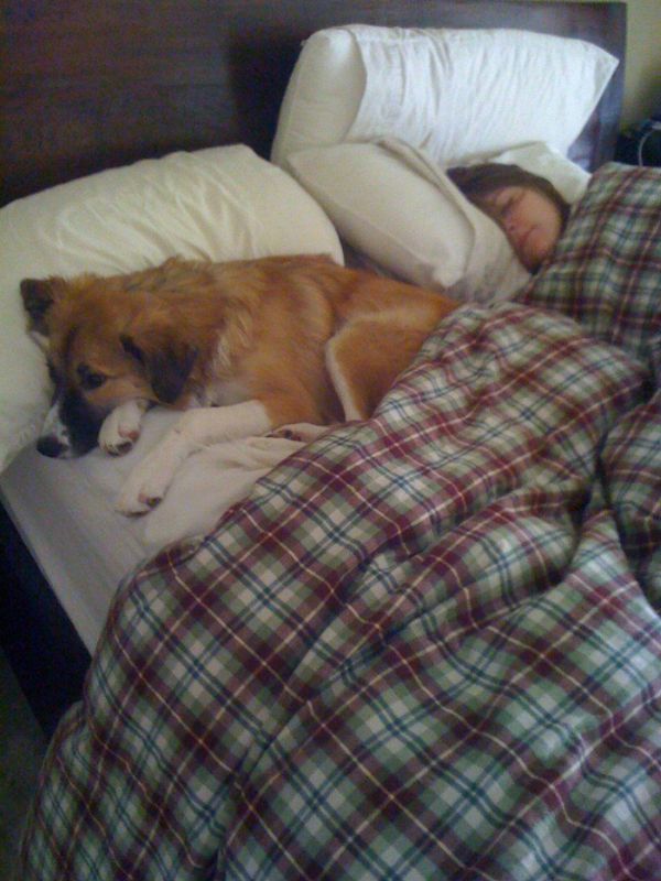 Чем занимается твой пес, когда ты спишь? (5 фото)