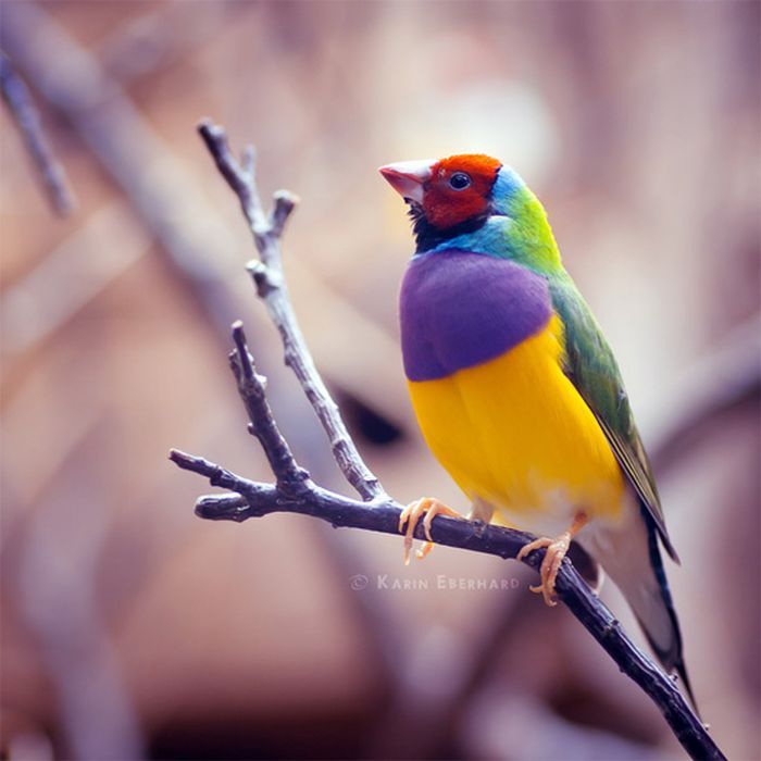 Шикарные фотографии птиц (34 фото)