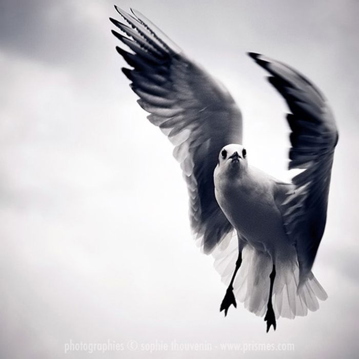 Шикарные фотографии птиц (34 фото)