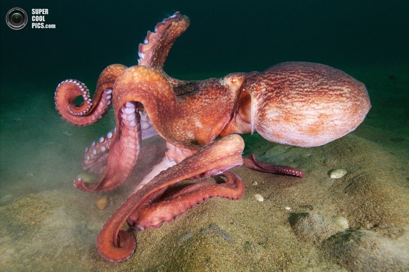 подводный мир, белое море, моллюск, осьминог, цианея