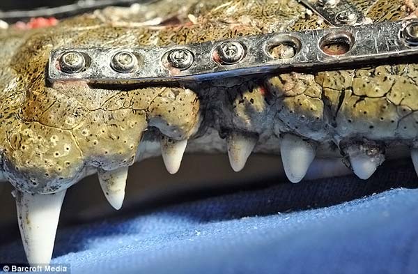 Крокодилу сделали операцию на челюсть (4 фото)