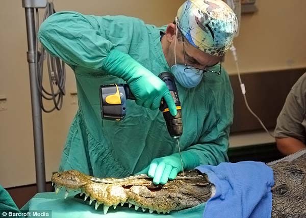 Крокодилу сделали операцию на челюсть (4 фото)
