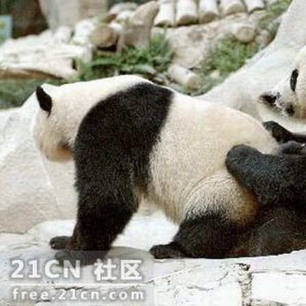Панды изучают порно (6 фото)