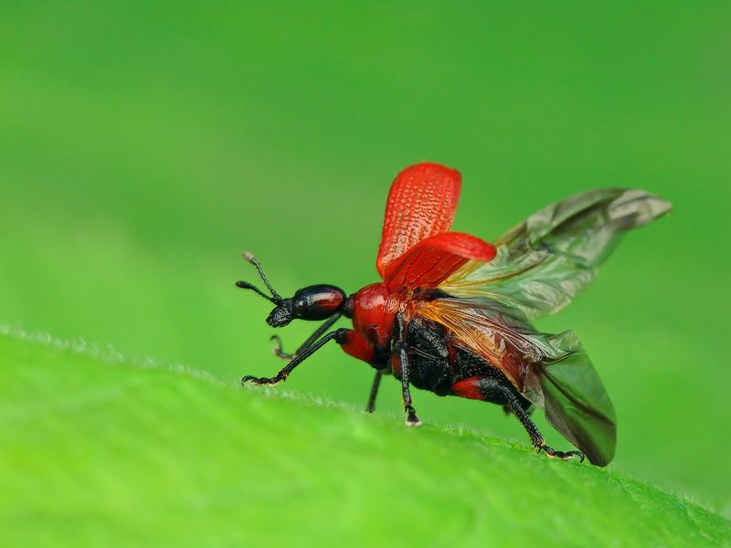 Удивительные насекомые (8 фото)