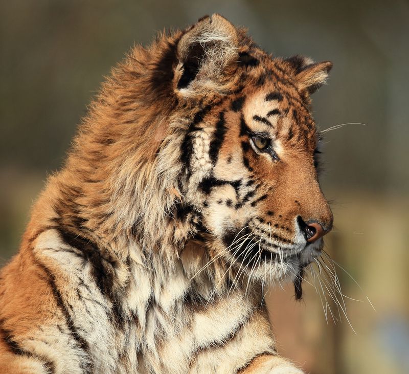 Амурские тигры (7 фото)