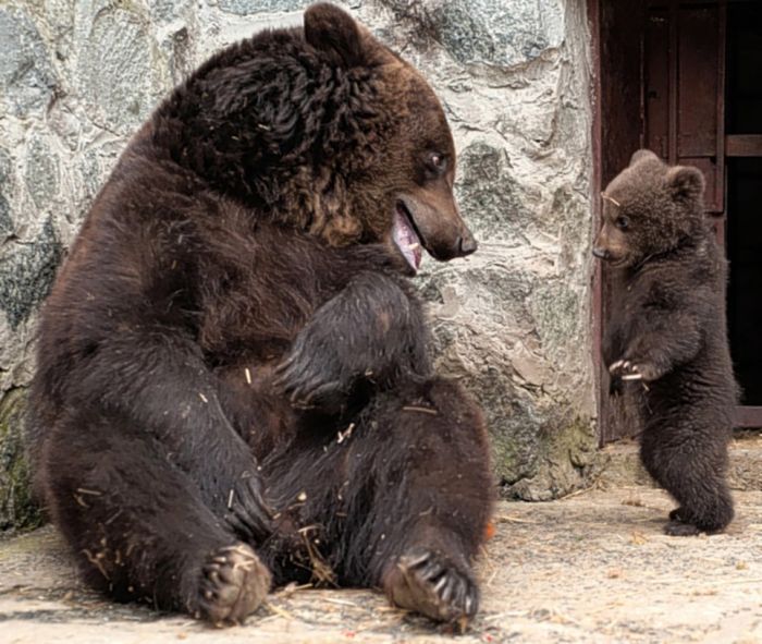 Медвежье воспитание (4 фото)