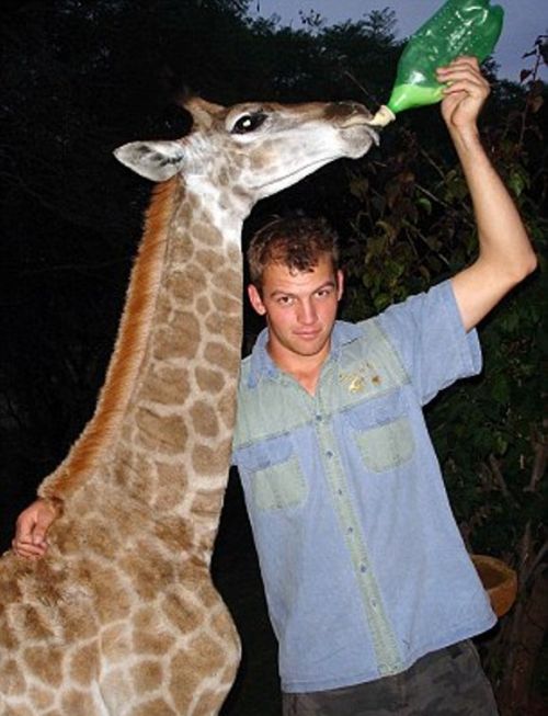 Маленькая жирафа Финни-настоящий член семьи (10 фото)