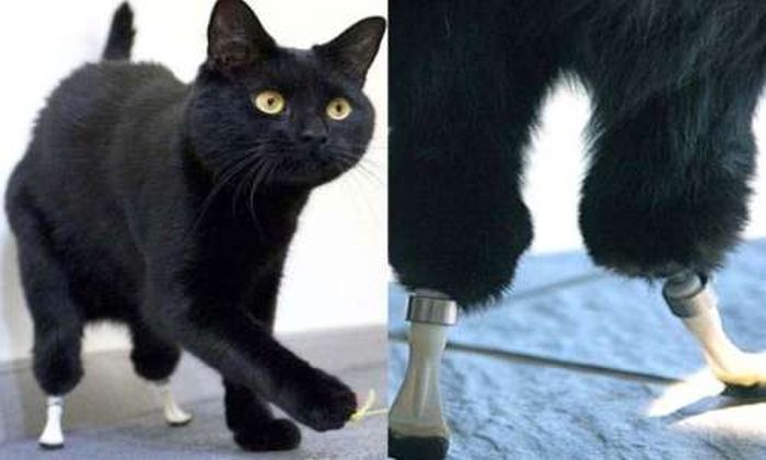 В Британии коту пересадили бионические протезы (10 фото)