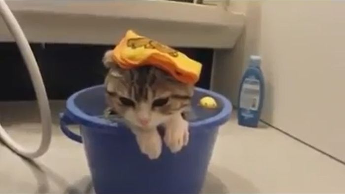 кот, кошка, ванна, водные процедуры