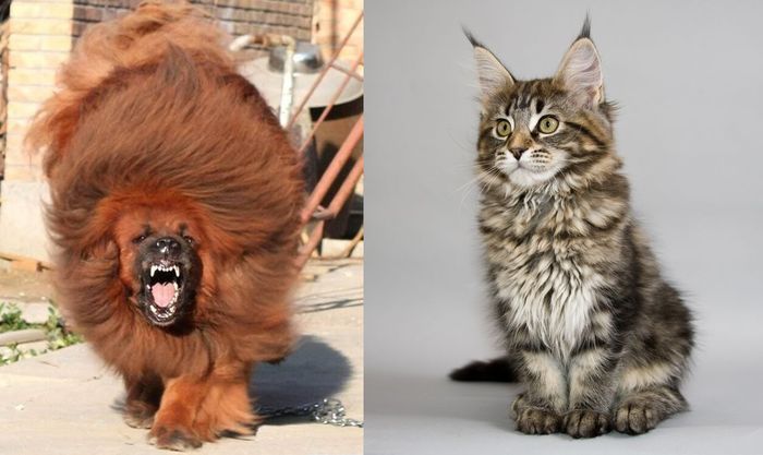 кошка, собака, цена, рост, вес, животные