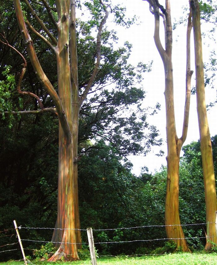 Rainbow Eucalyptus ( Радужный Эвкалипт) (7 фото)