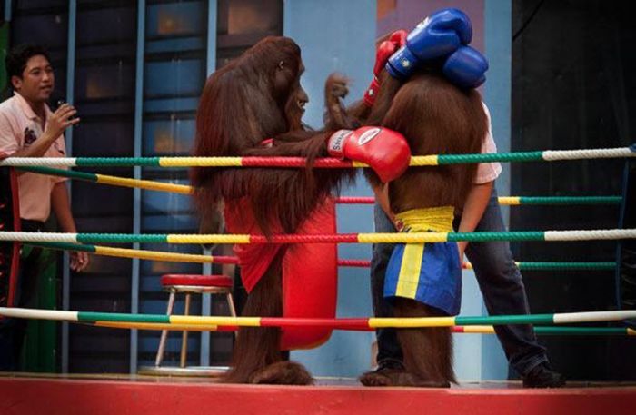 Орангутанги на ринге (14 фото)