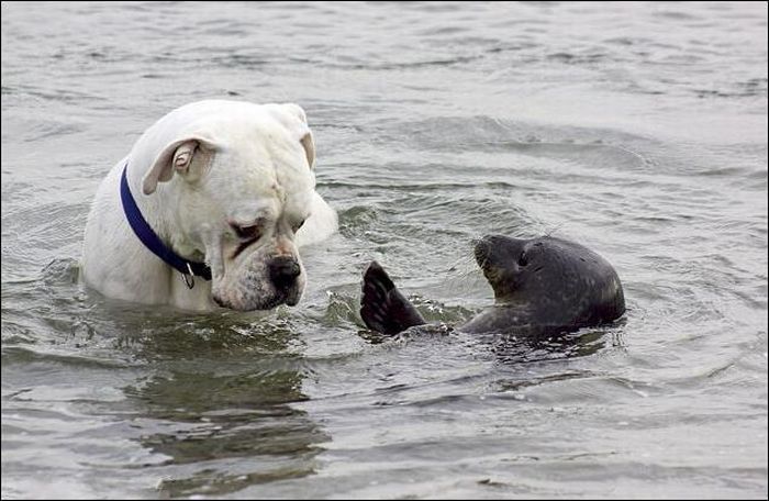 Битва за мячик. Собака и тюлень (6 Фото)