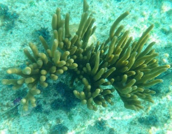 Красивые кораллы (35 фото)