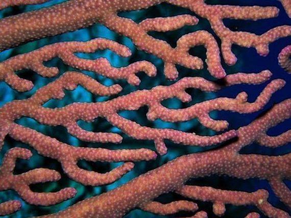 Красивые кораллы (35 фото)