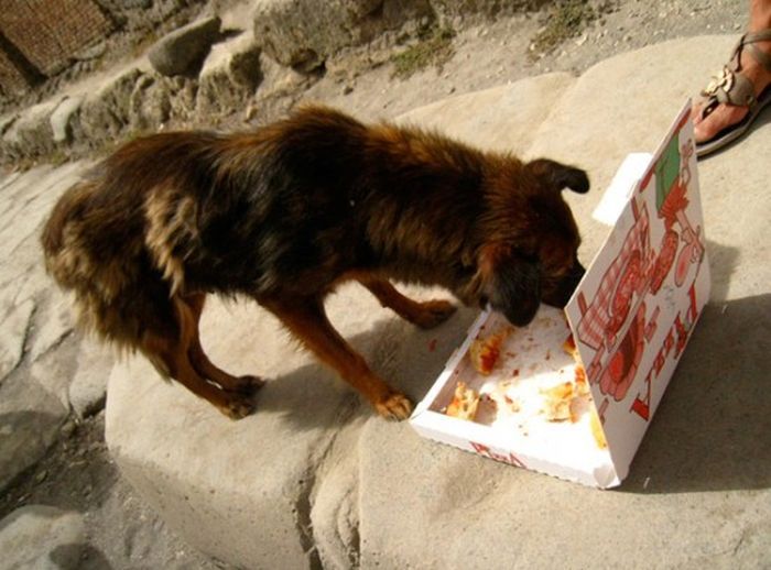 Прикольные собаки, которые души не чают в пицце (20 фото)