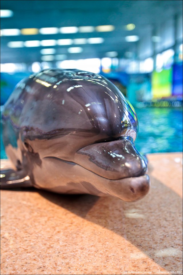 Дельфины-фотомодели (17 фото + 1 видео)