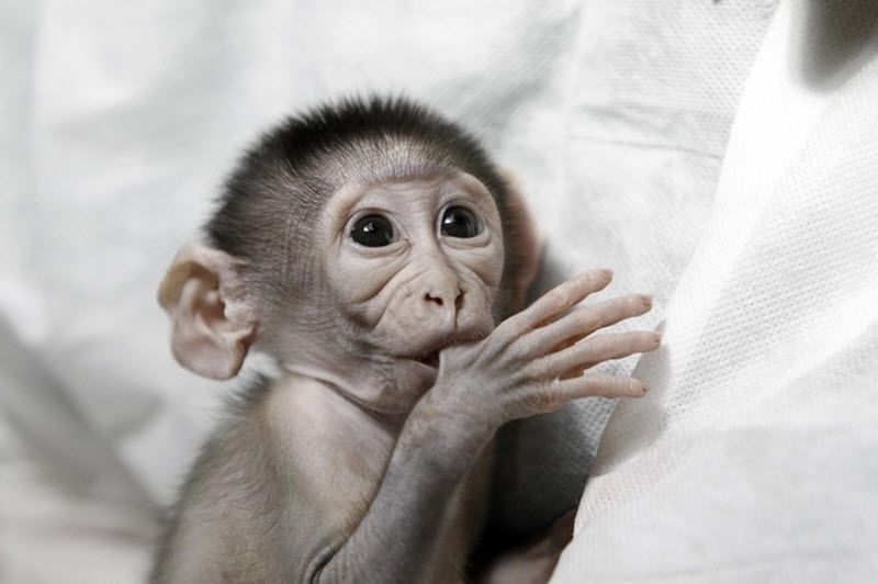 Очень стеснительная обезьянка (8 фото)